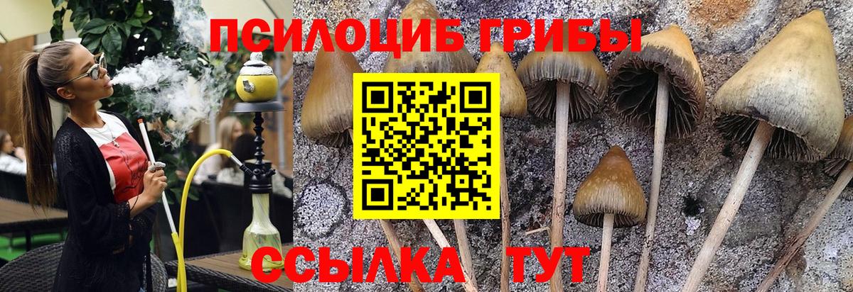 Саянск  Псилоцибиновые грибы Psilocybine cubensis  Вход с VPN 